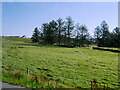 Sheep Grazing in a Field near Lacasdal