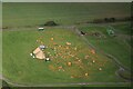 Pumpkin Festival at Rand: aerial 2023 (2)