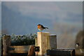 Robin in the snow