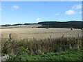 Harvested field near Moss-side