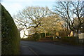 Oak Tree, Summerseat Lane