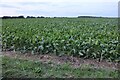 Field of sugar beet by Brands Lane