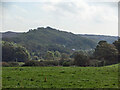 Wooded slope, South Cornelly