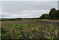 A field seen from Common Lane, East Ardsley