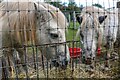 Cullompton : Fordmore Farm - Ponies