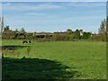 Derelict sheds, East Ardsley (2)