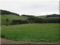 Upland pasture and woodland, near Selkirk