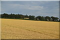 Wheat field