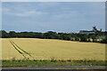 Wheat field by A92