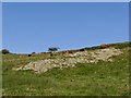 Exposed rock, Benarty Hill