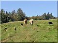 Track and cattle, Benarty Hill