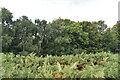 Bracken and woodland