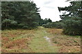 Footpath through woods