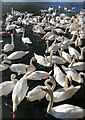 Peterborough swans