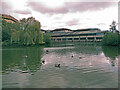 Ducks, willow trees, pond: National Archives