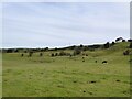 Pasture in the Irwell Valley