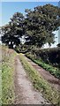 Track into farmland north of Baldwinholme