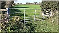 Gateway to field with cows  on west side of minor road north of Baldwinholme