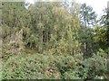 Mixed woodland on Whinny Brae