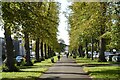 Avenue of trees