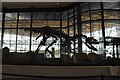 Dinosaur skeleton, Westquay