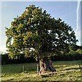 Ancient oak tree, Monwode Lea