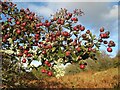 Hawthorn berries