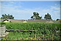 Roofscape, Borrowfield