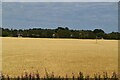 Wheat field