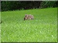 NZ3453 : Wild rabbit, West Herrington by Robert Graham