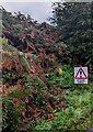 BEWARE SHEEP, Viney Hill, Gloucestershire