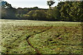 Low Weald pasture