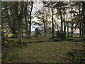 Woodland near Barsloisnoch