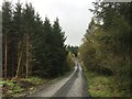 SJ0354 : Forestry road, Clocaenog Forest by Steven Brown