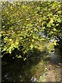 Canal towpath