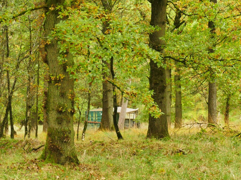 hut-in-the-woods-below-tranlinber-stephen-craven-geograph-britain