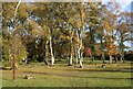 Autumn colours, Perth Crematorium