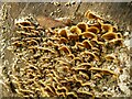SE5258 : Turkey tail fungus - Trametes versicolor, Beningbrough Park  1 by Alan Murray-Rust