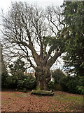 TQ2993 : The Minchenden Oak, Southgate by Robin Webster
