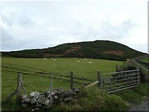 SC4991 : Sheep grazing near Kirk Maughold by Basher Eyre