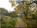 Autumn tree colours by the Clyde