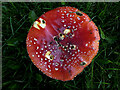 Fly agaric mushroom, Lisnamallard