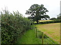 The Coast Path - between a hedge and a fence