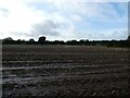 Looking over an old maize field