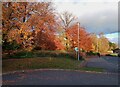 Autumn colour, Asda