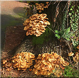 SX9063 : Fungi, Chelston by Derek Harper