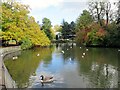 SP3165 : Autumn by the pond, Jephson Gardens, Royal Leamington Spa by Roy Hughes