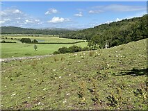 SD4576 : Silverdale Moss and Middlebarrow Wood by Adrian Taylor