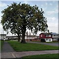 SP2877 : Oak trees and steel houses in Canley by A J Paxton