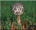 NT6725 : An emerging shaggy parasol mushroom by Walter Baxter